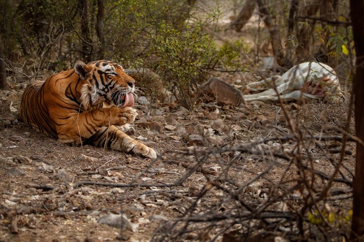 Wildlife in Nepal Hills